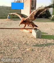 Eagle for sale urgent