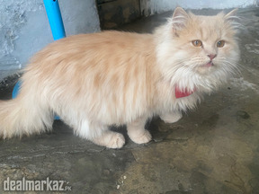 Persian cat for sale 7 months old