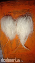Mohni gidar Singhi for Sale original 100% made in Australia