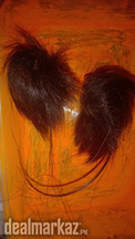 African Gidar Singhi for Sale original 100%
