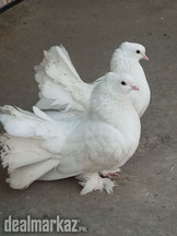 Fantail Pigeons,White fantail pair,lucky pigeons
