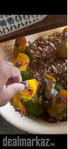 Sun conure for sale