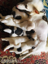 Siberian Pure Husky Breed