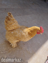 Egg laying golden buff