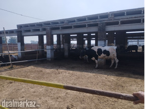 Dairy Farm Manager