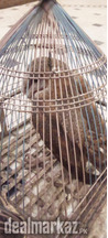 A beautiful Owl bird brown.A very reasonable price