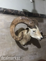Urial and Marcopolo sheep head