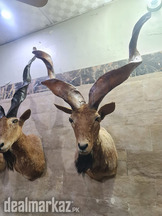 Markhor head original