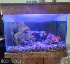 peaceful fish acquarium