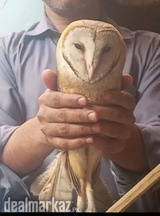 Best white brwon owl