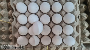 Chicks of egg laying chicken