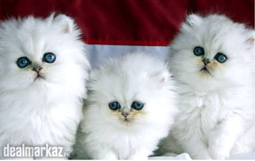 Persian Kitty colour available