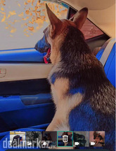 German shepherd female GSD sheperd