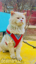 Persian Male Cat