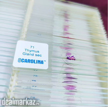 Histology Prepared Biological Slides Set of 100 Slides Carolina