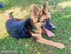 German shepherd female