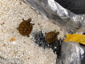 Brown Roofed Turtle Pair
