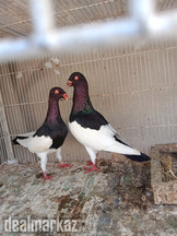 Danish pigeon Breeding pair