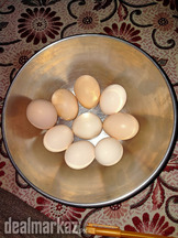 Ayam Cemani fertile eggs (Grey Tongue)