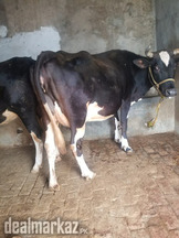 We are selling cowss