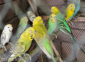 Australain Parrots Pathay for sale in cheap Price
