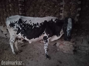 Cow jersey desi mix