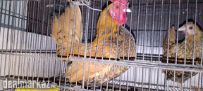 Silver Sebright, Golden Sebright Breader Pair