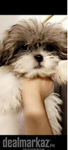 Shihtzu puppies