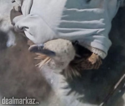 Himalayan vulture or Himalayan griffon