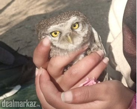 Owl baby hand tamed