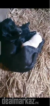 Dog breed prue black Labrador female