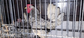 Silver/Golden Sebright BreederTrio