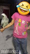 Congo African Grey Parrots