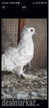 Frill Breeder Pair For Sale