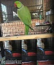 GREEN parrot male for sale