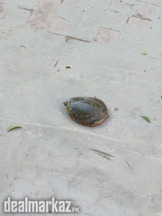 Turtle for sale big size in very low price
