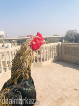 Aseel sawa jawa mianwali nasl murga