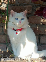 Persian Cat Female