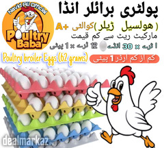 Poultry broiler Eggs (1 paiti)