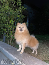 Pomeranian for mating
