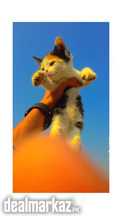 Calico Kitten or Cat