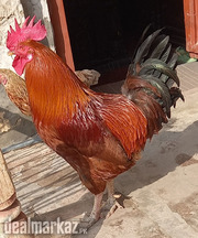 Cock Rooster ????