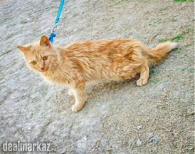 Persian Female Cat