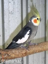 Healty Cocktaiel Males
