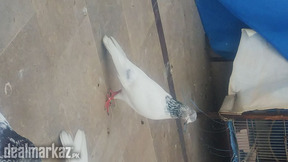 High flyer pigeon kabootar kabooter