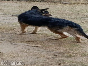 German Shephard