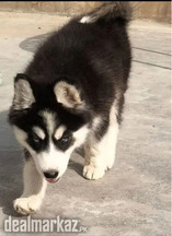 Husky Female Puppy