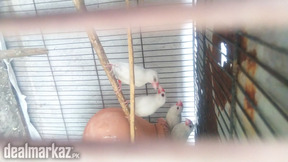 White jave & silver split grey java & opal dove