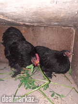 Black Bentum pair Age 8 month young 4000