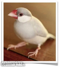 Silver Java Jawa sparrow Female